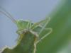 Tettigonia viridissima